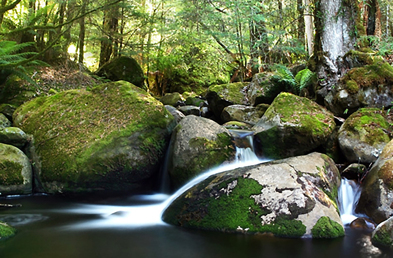 Small waterfall in a rainforest