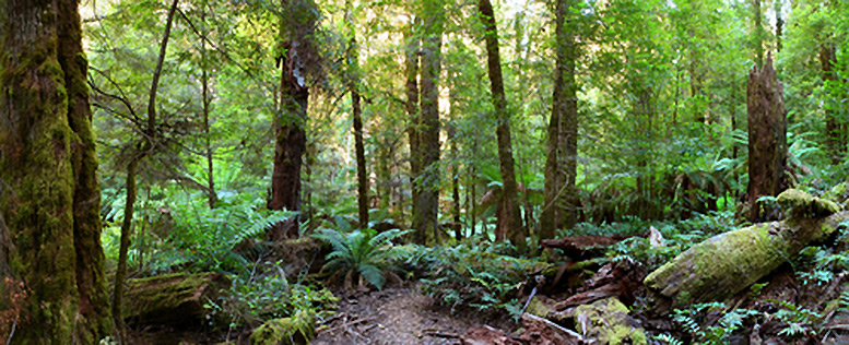 Rainforest panorama